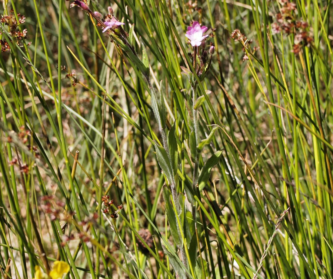 Willow-herb, Small flowered plant